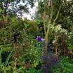 Open Garden 1